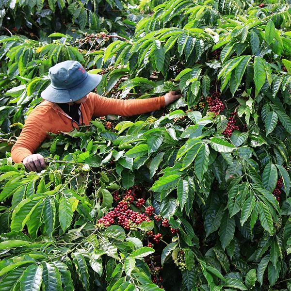 Trang trại của chúng tôi, cà phê Việt Nam, cà phê đặc sản Việt, cà phê hữu cơ Việt, Lâm Đồng, Đà Lạt, Đắk Lắk - 50ha